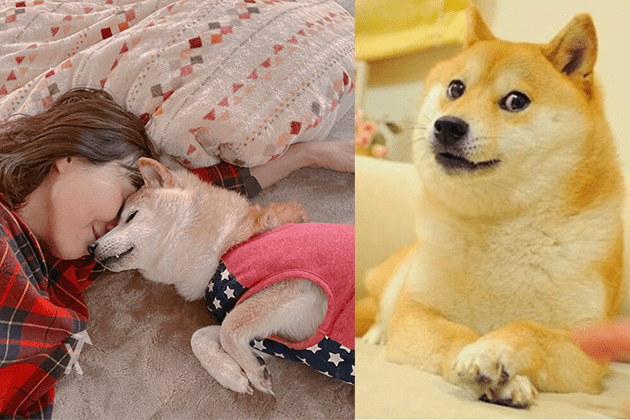 kabosu dogecoin