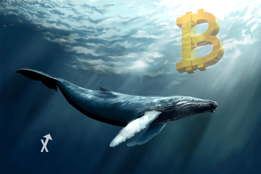 baleine bitcoin