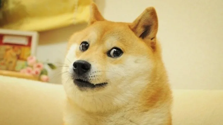 kabosu meme coin doge
