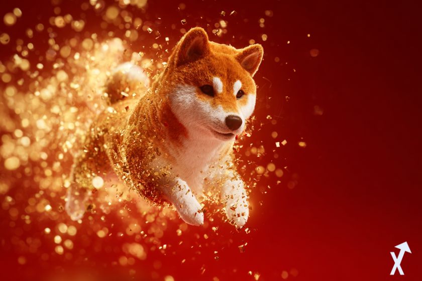 shiba inu en train de courir dans une explosion de paillettes dorées sur fond rouge