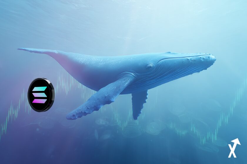 Baleine bleue nageant sous l'eau avec le logo Solana et un graphique de prix haussier — symbolisant l'accumulation institutionnelle massive de SOL en mai 2026.