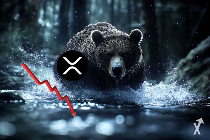 Urso XRP: imagem de baixa.